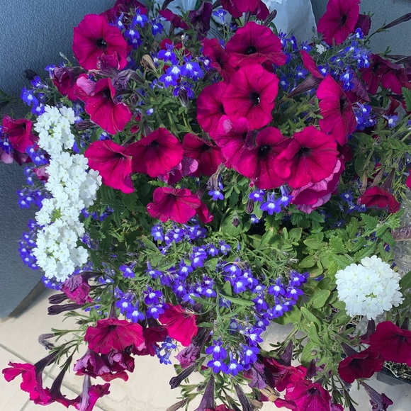 Meet your Posher, Amanda - Picture 1 of 1